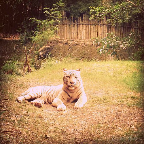 В мире животных или Сафари по-балийски