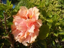 «Благодарность за хороший отдых. ليوبوف بيريوزأ »