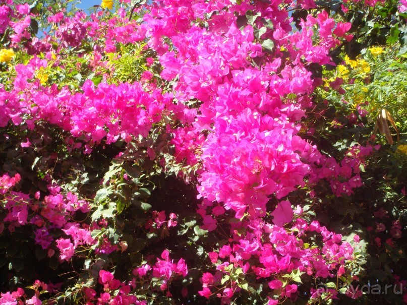 «Благодарность за хороший отдых. ليوبوف بيريوزأ »