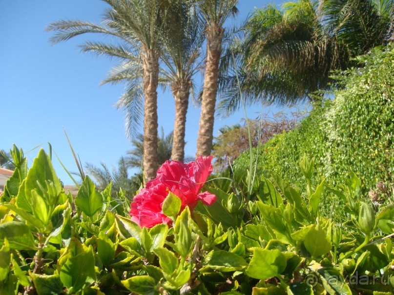 фото Sheraton Sharm Hotel, Resort, Villas & Spa