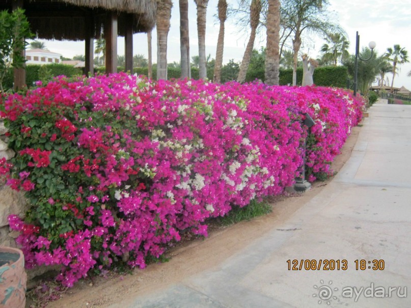 фото Sheraton Sharm Hotel, Resort, Villas & Spa