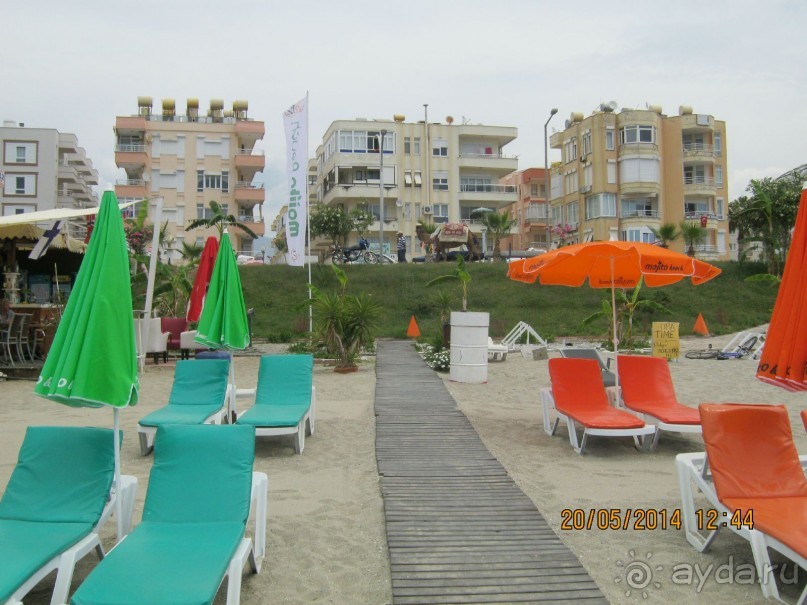 фото Бамбука