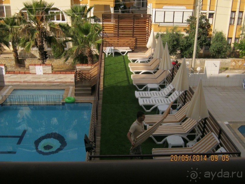 фото Бамбука