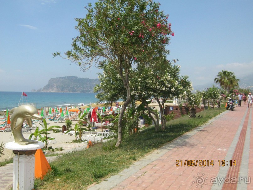 фото Бамбука