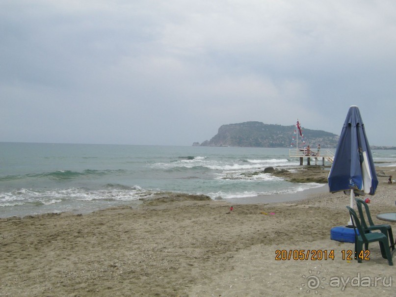 фото Бамбука