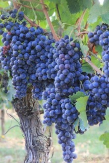 Домашний уют в Тоскане