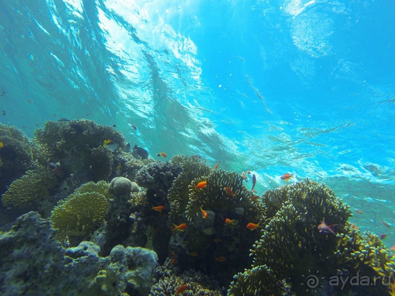 фото Concorde Moreen Beach Resort & Spa Marsa Alam