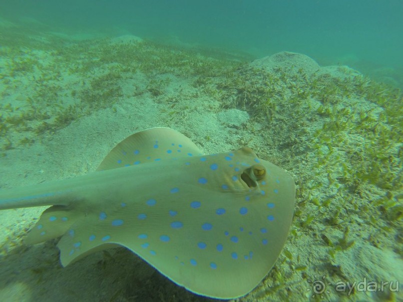 фото Concorde Moreen Beach Resort & Spa Marsa Alam