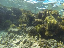 фото Concorde Moreen Beach Resort & Spa Marsa Alam