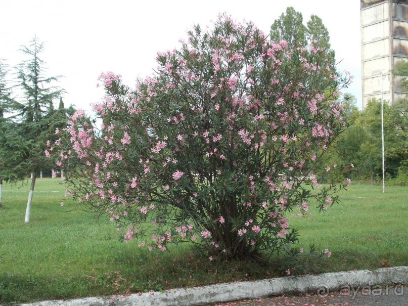 Территория.