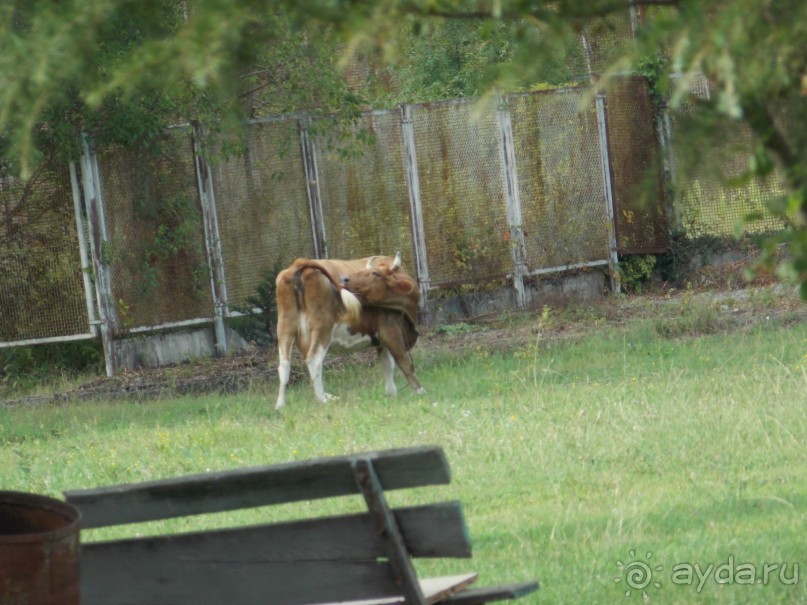 Территория.