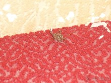 Новый год в ЛДЗАА