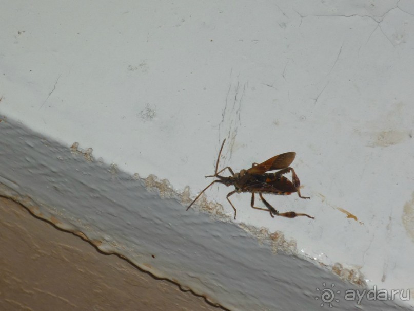 Новый год в ЛДЗАА