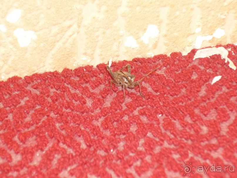 Новый год в ЛДЗАА