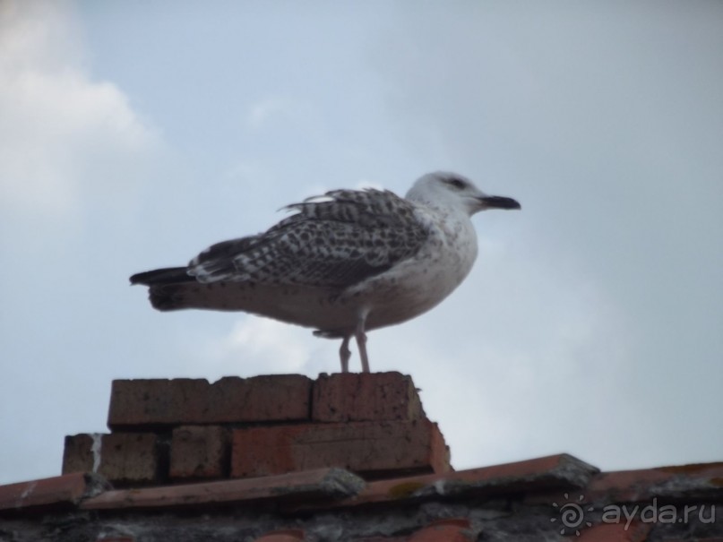 отдых в святом Власе 2013.