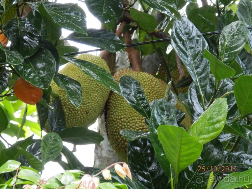 Стоит ли самостоятельно посетить Вьетнам и Камбоджу