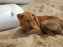 Самостоятельно по Шри Ланке