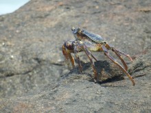 Самостоятельно по Шри Ланке