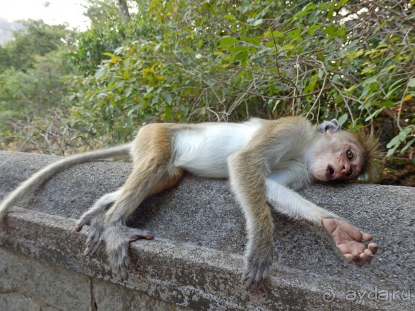 Самостоятельно по Шри Ланке