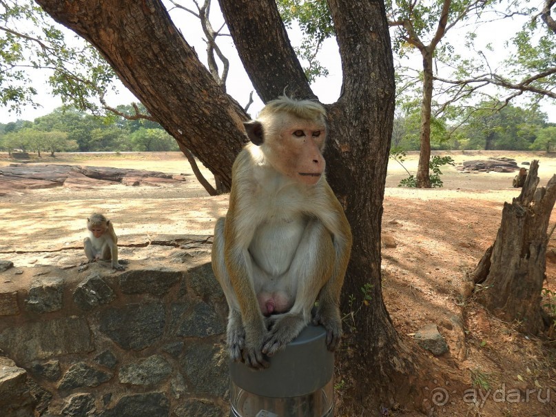 Самостоятельно по Шри Ланке