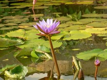 Самостоятельно по Шри Ланке