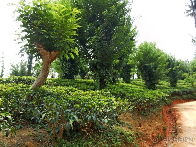 Самостоятельно по Шри Ланке