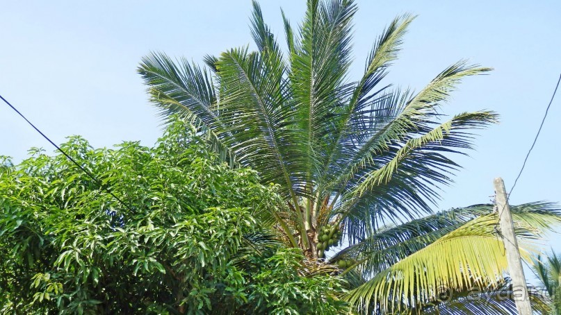 Самостоятельно по Шри Ланке