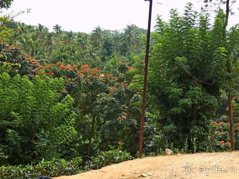 Самостоятельно по Шри Ланке