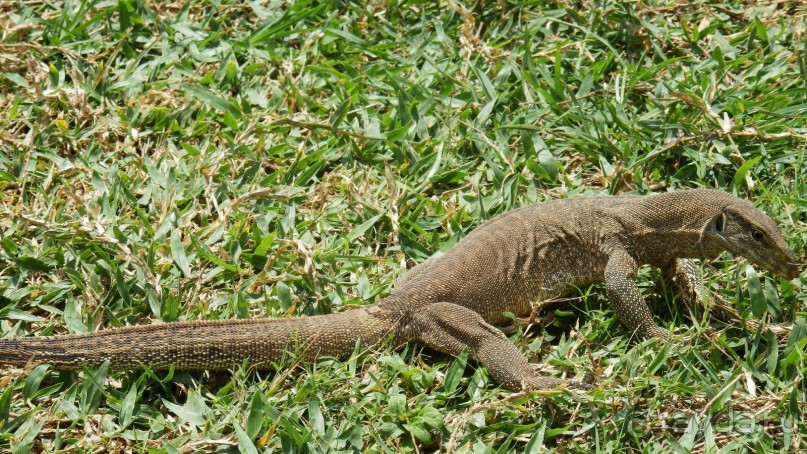Самостоятельно по Шри Ланке