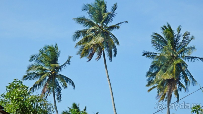 Самостоятельно по Шри Ланке