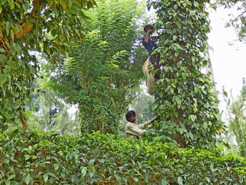 Самостоятельно по Шри Ланке