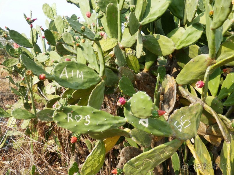 Самостоятельно по Шри Ланке