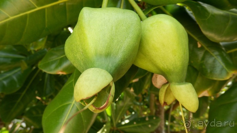 Самостоятельно по Шри Ланке