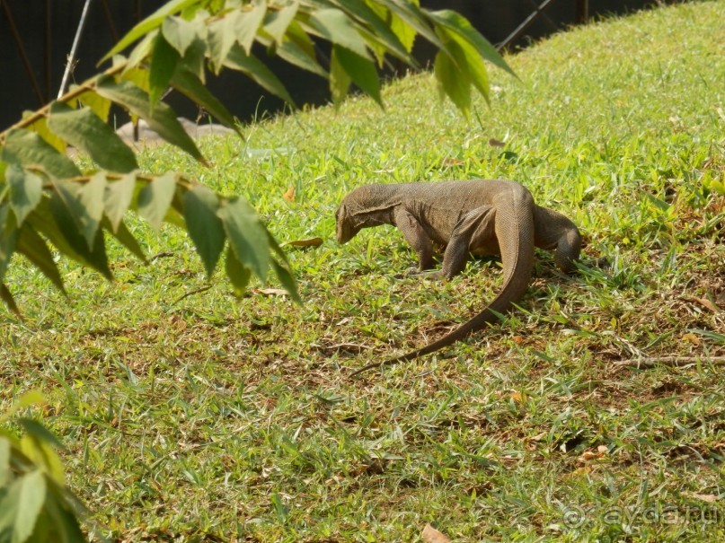 Самостоятельно по Шри Ланке