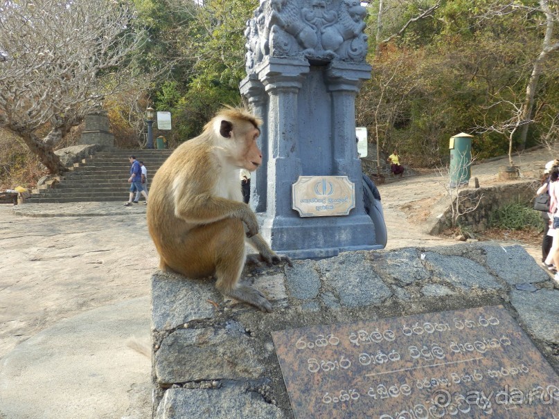 Самостоятельно по Шри Ланке
