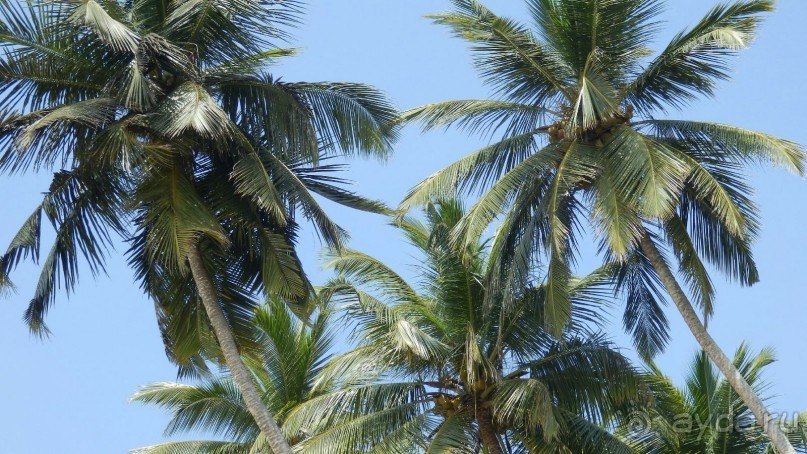 Самостоятельно по Шри Ланке