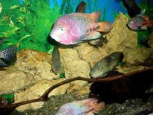 Алуштинский аквариум