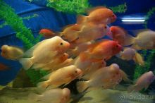 Алуштинский аквариум