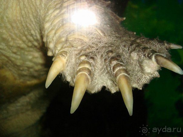 Алуштинский аквариум