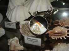 Алуштинский аквариум