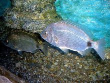 Алуштинский аквариум