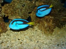 Алуштинский аквариум