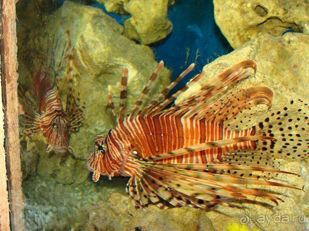 Алуштинский аквариум