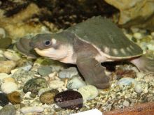 Алуштинский аквариум