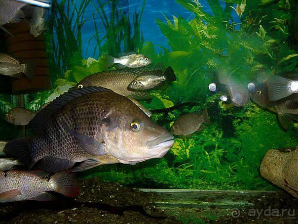 Алуштинский аквариум