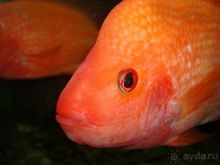 Алуштинский аквариум