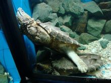 Алуштинский аквариум