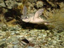 Алуштинский аквариум