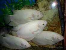 Алуштинский аквариум