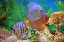 Алуштинский аквариум